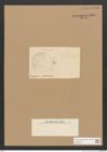 Diatomeae indet. Zeichnungen Sammlung Grunow Nr. 5061 (NHMW-BOT-W0373327)